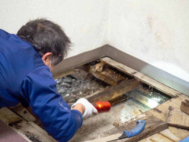 Best Professional Mold Removal  in Troutman, NC