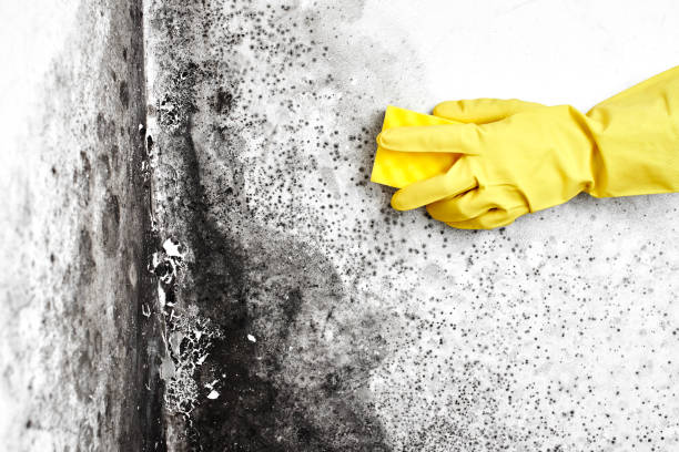 Best Certified Mold Removal  in Troutman, NC