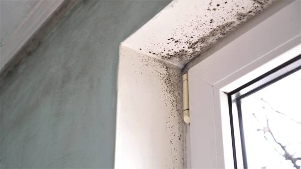 Best Professional Mold Removal  in Troutman, NC