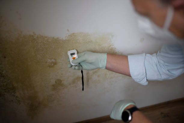 Best Same-Day Mold Removal  in Troutman, NC