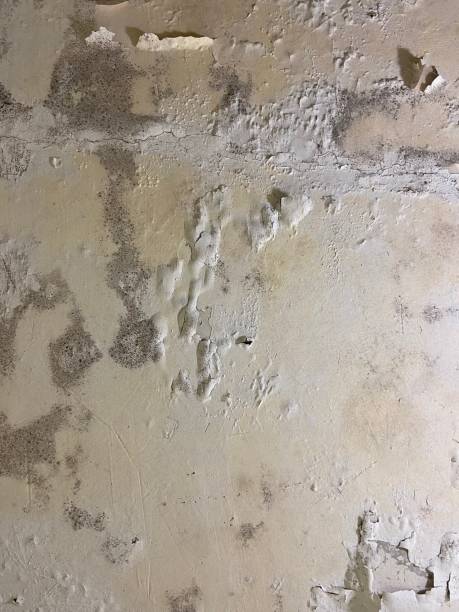 Best Commercial Mold Removal  in Troutman, NC