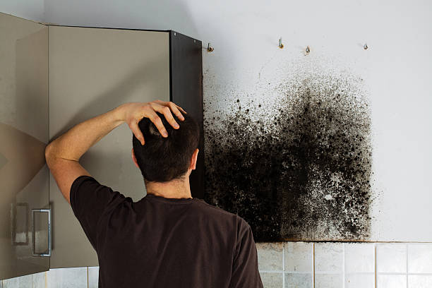 Best Mold Damage Repair  in Troutman, NC