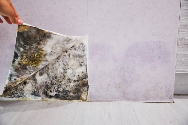 Reliable Troutman, NC Mold Removal Solutions